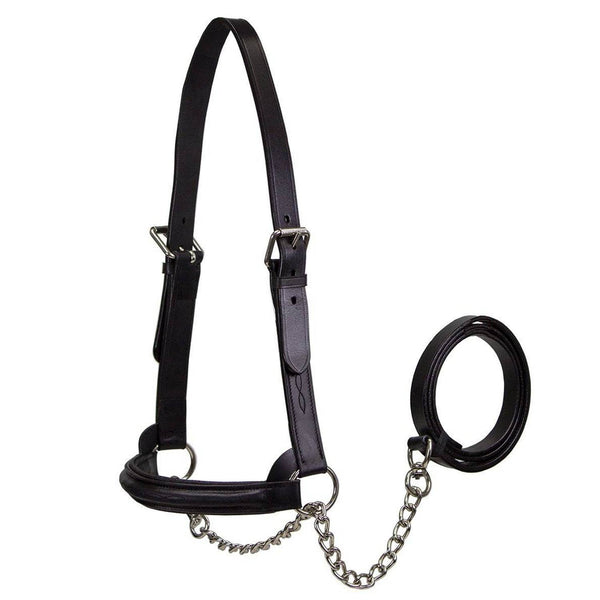 Derby Originals Premium Raised Padded Fancy Stitch Leather Cattle Show Halter with Matching Chain Lead  - One Year Limited Manufacturer’s Warranty