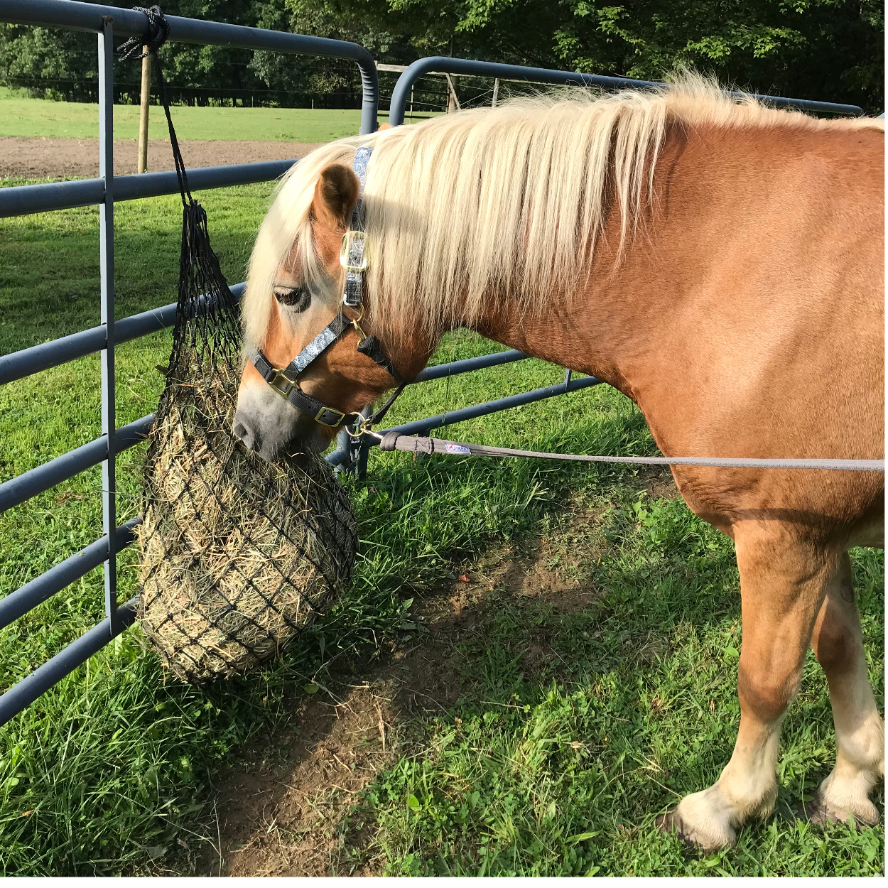 Derby Originals 42” Classic Slow Feed Hanging Hay Net for Horses Eating