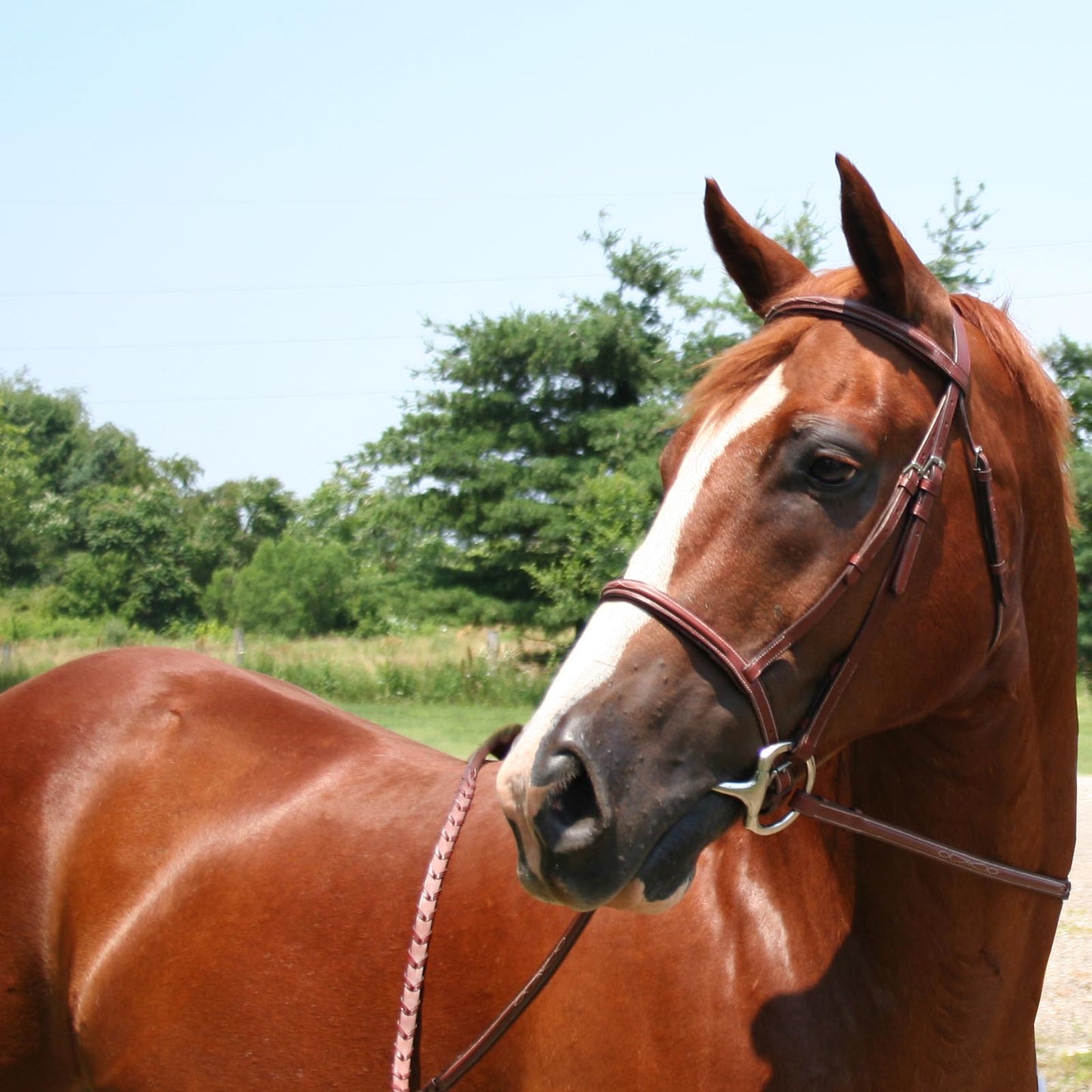 Paris Tack Opulent Series Padded Fancy Stitched English Bridle w/Laced Reins USA Leather Banner
