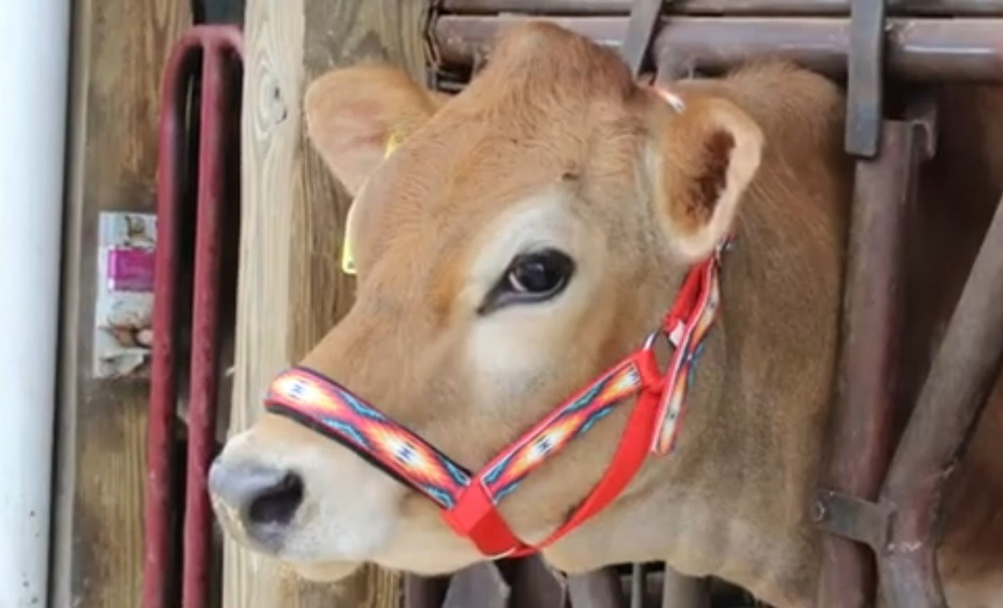 Double Layer Nylon Figure-8 Cattle Halters
