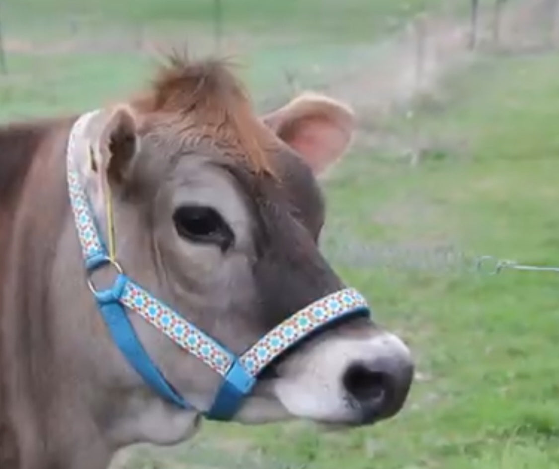 Patterned Double Layer Nylon Figure-8 Cattle Halters