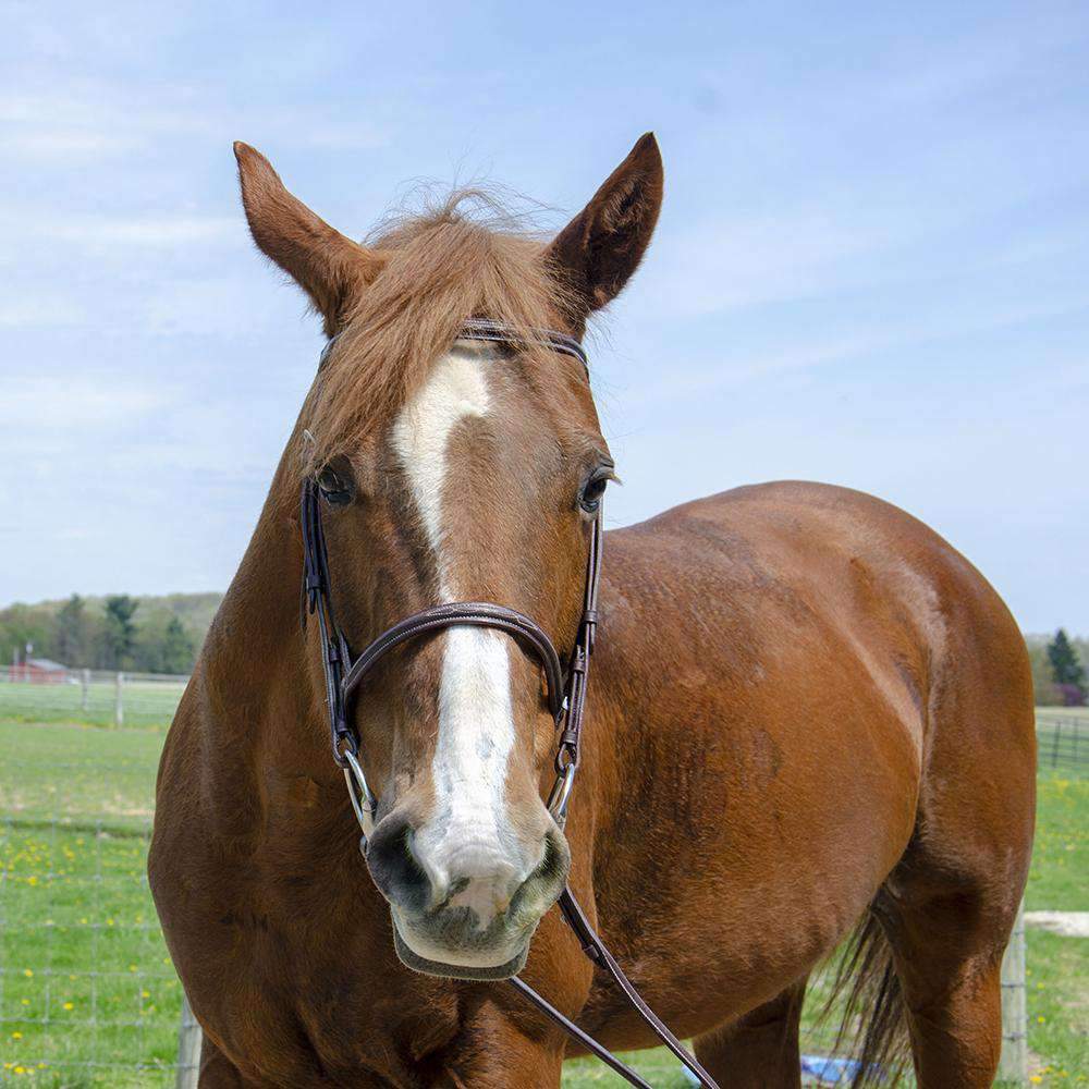 Paris Tack Raised Fancy Stitch Leather English Schooling Bridle with Laced Reins Horse lifestyle