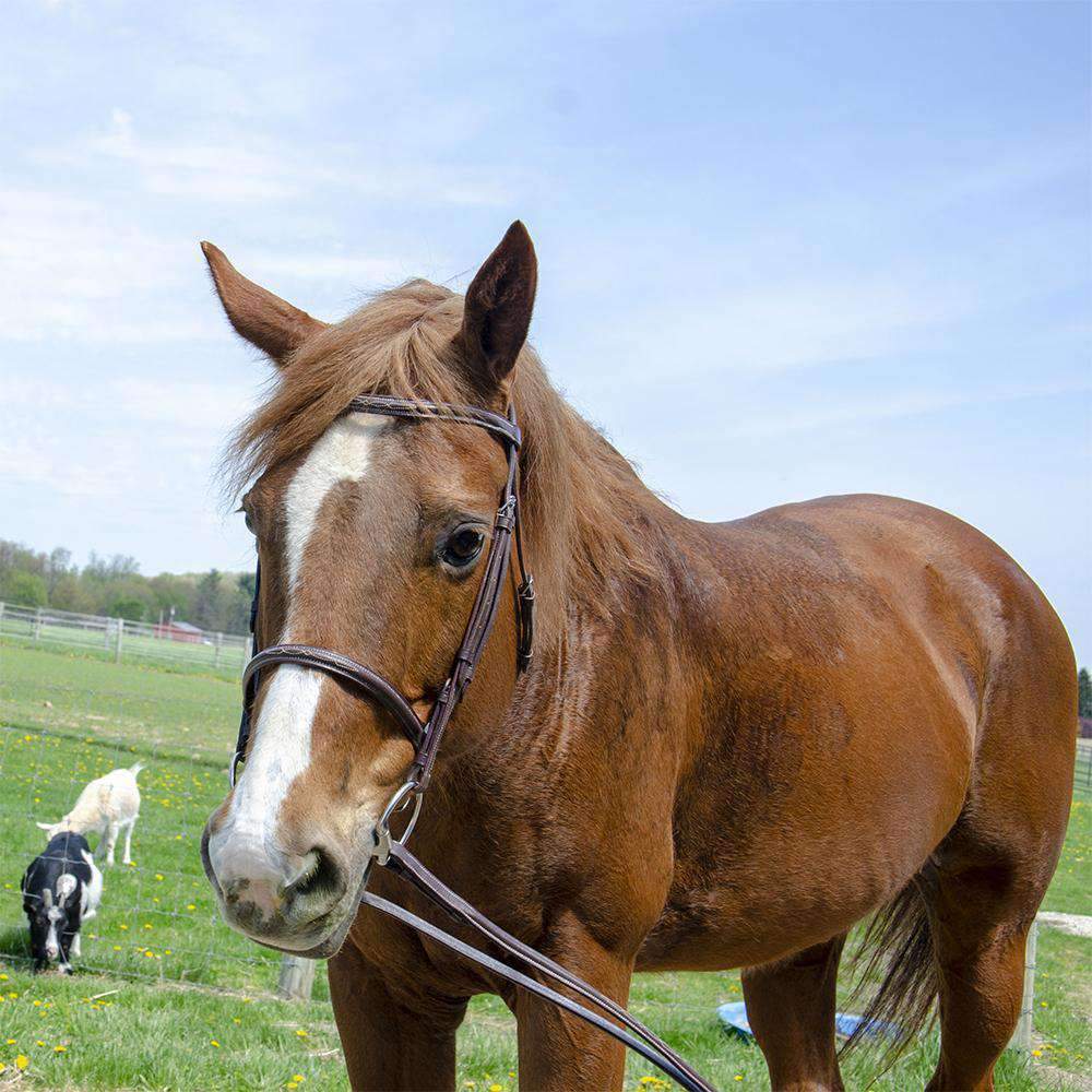 Raised Fancy Stitch Leather English Schooling Bridle with Laced Reins