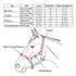 products/3Reflective_Safety_Halter_with_Lead_Size_Chart.png