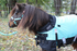 products/3Winter_Horse_Blanket_Turnout_Lifestyle_80-8024V2.png