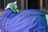 products/3Winter_Horse_Stable_Blanket_1200D_Lifestyle_2_Navy_Blue_80-8031V2.png