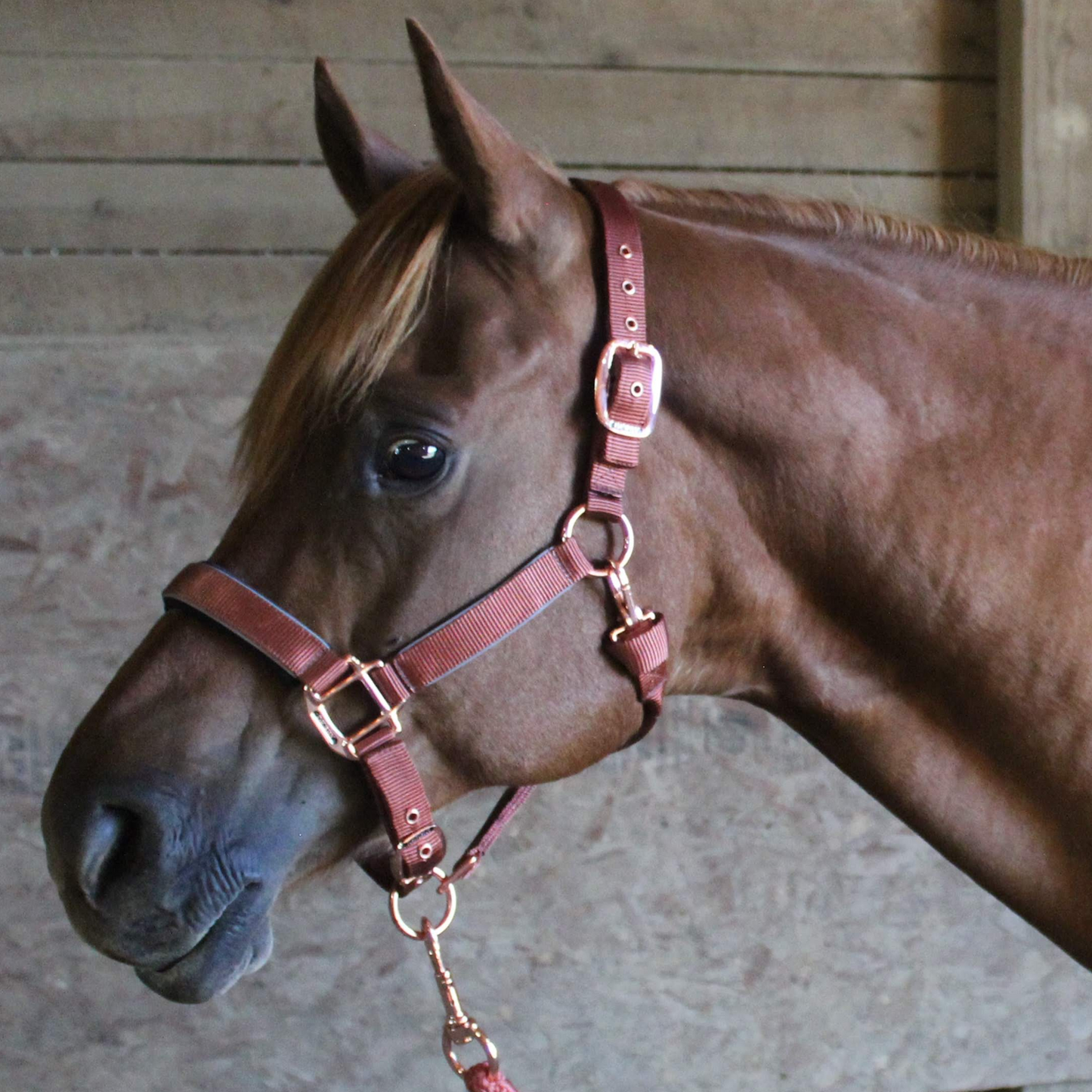 Derby Originals Brown Reflective Safety Stable Horse Halters