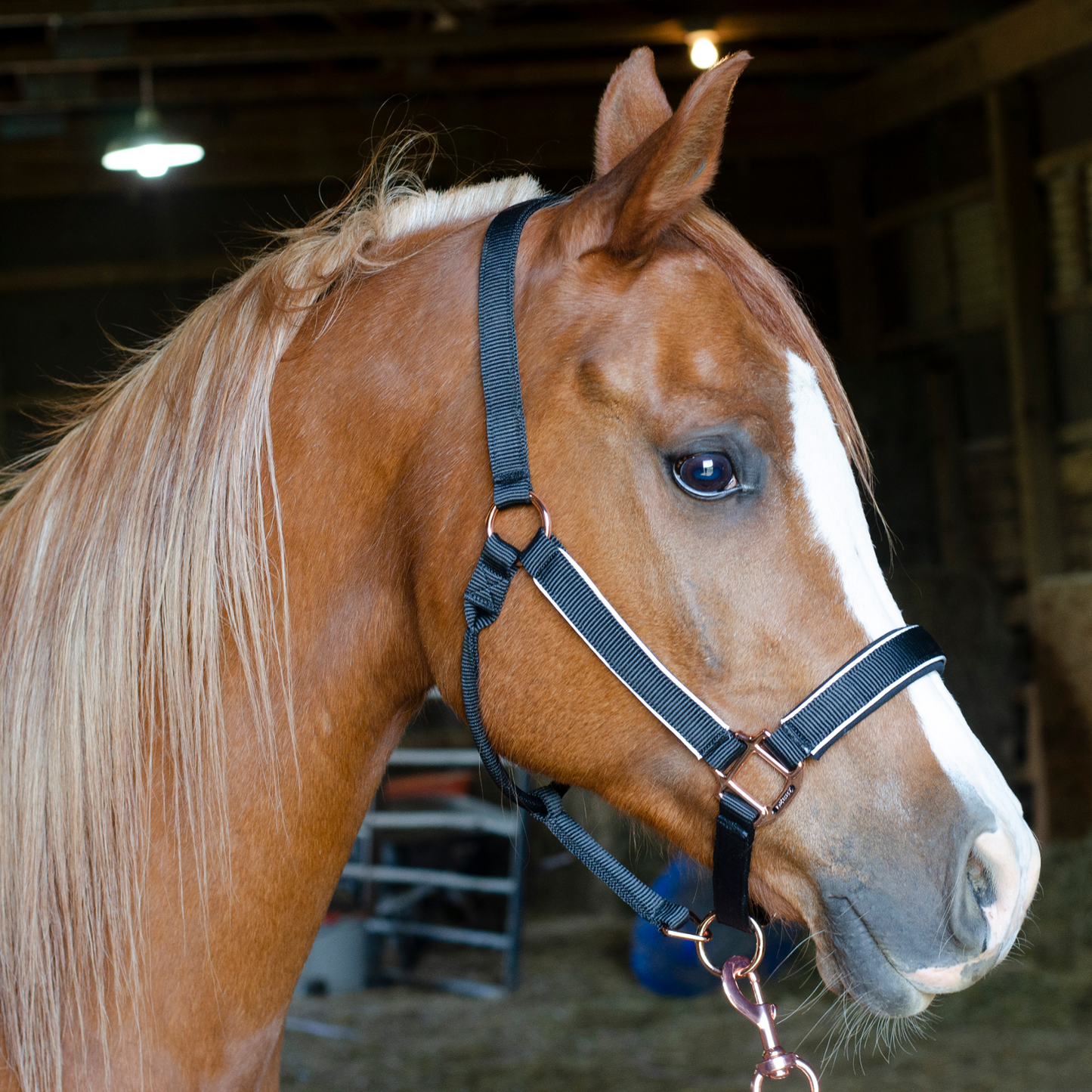 Derby Originals Blue Reflective Safety Stable Horse Halters