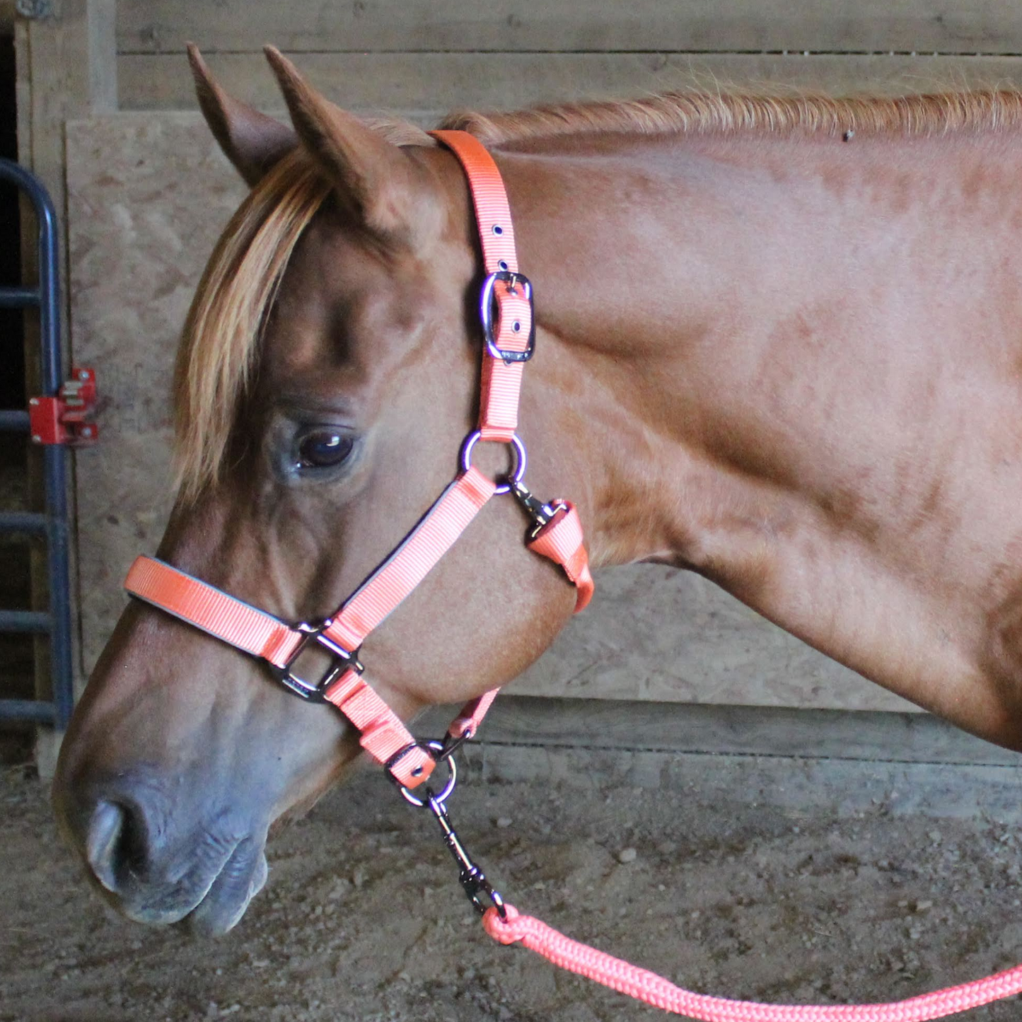 Collection Blackout Reflective Safety Stable Horse Halters Rose Gold