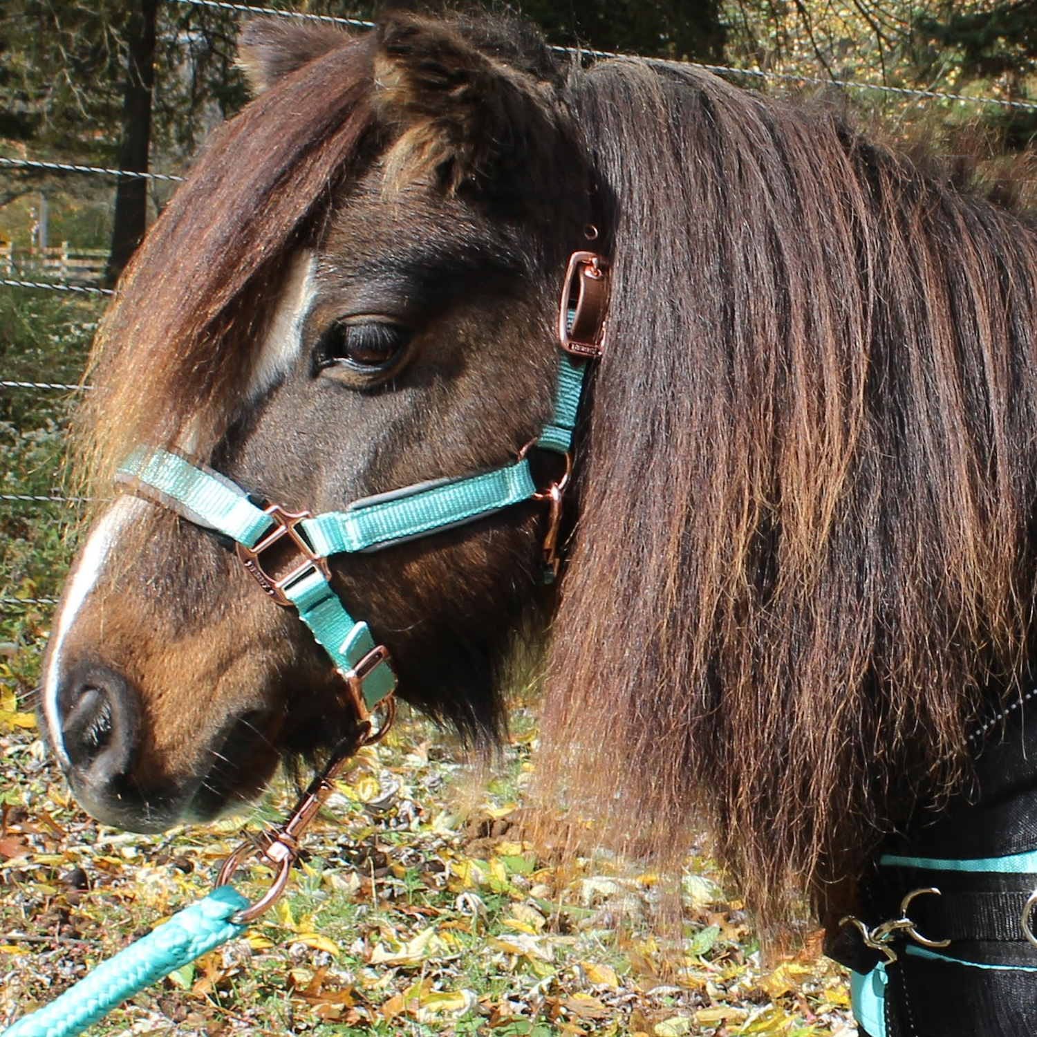 Derby Originals sky blue Reflective Safety Stable Horse Halters