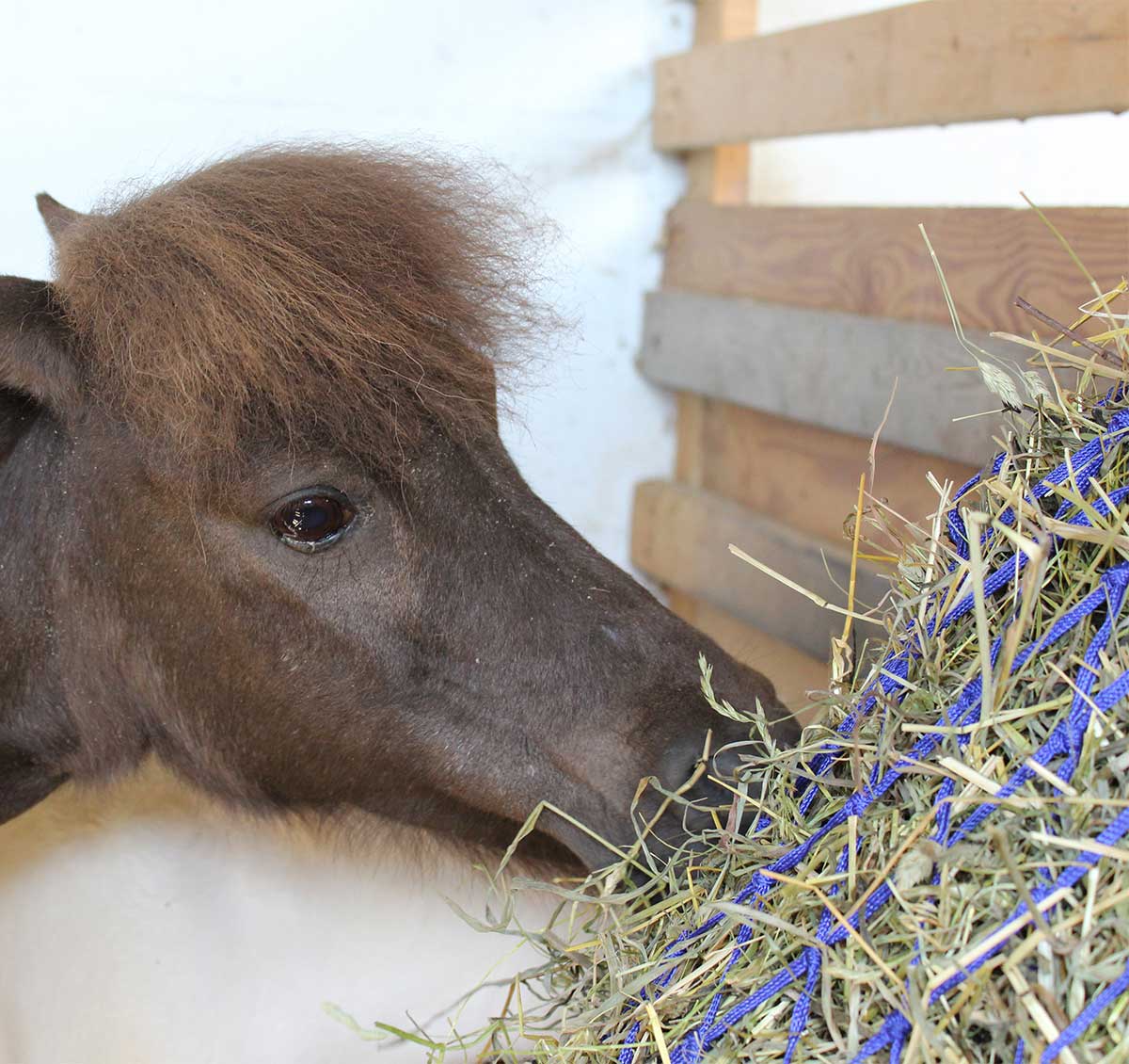 Derby Originals 42” Superior Slow Feed Soft Mesh Hanging Hay Net for Horses blue-lifestyle