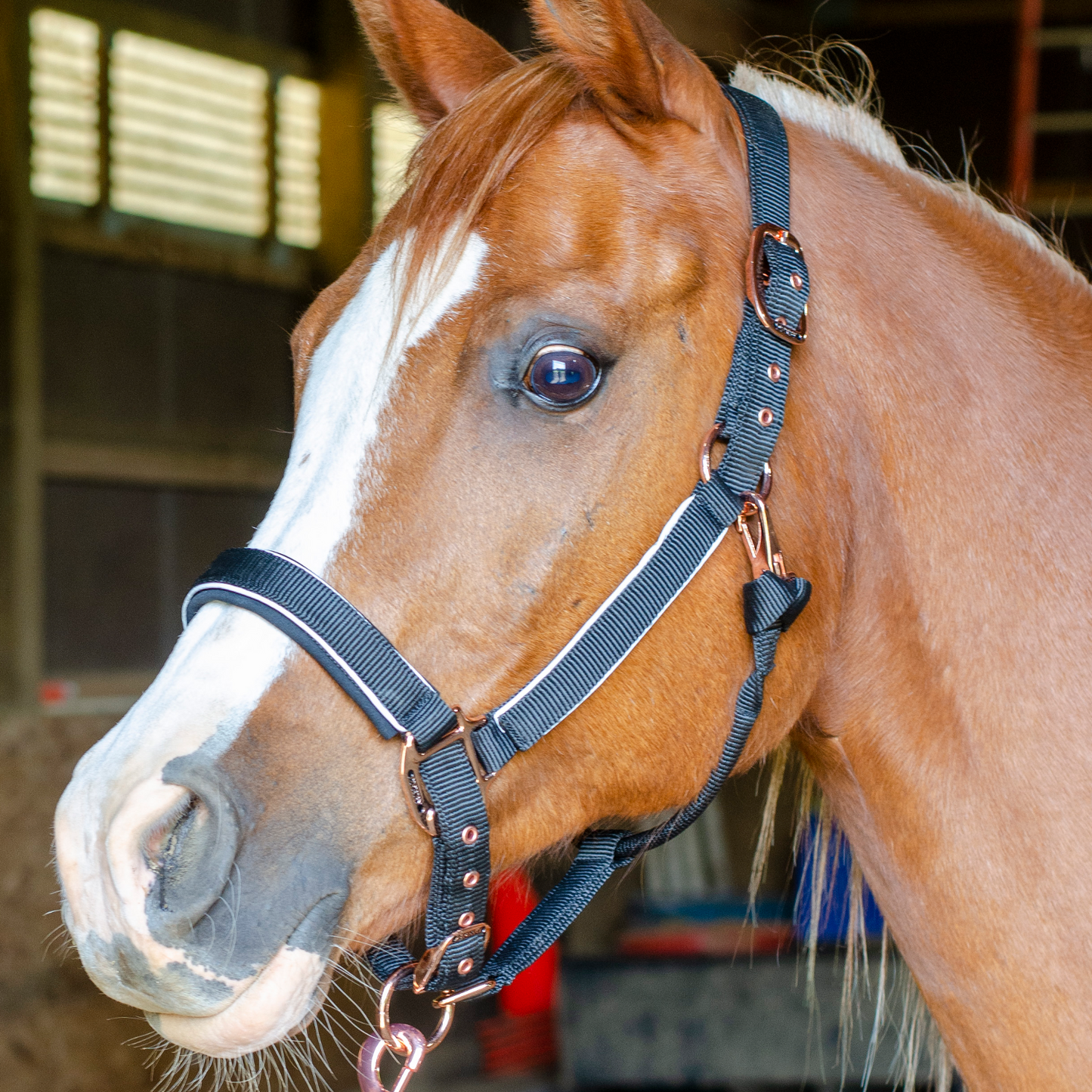 Derby Originals Blue collection Reflective Safety Stable Horse Halters