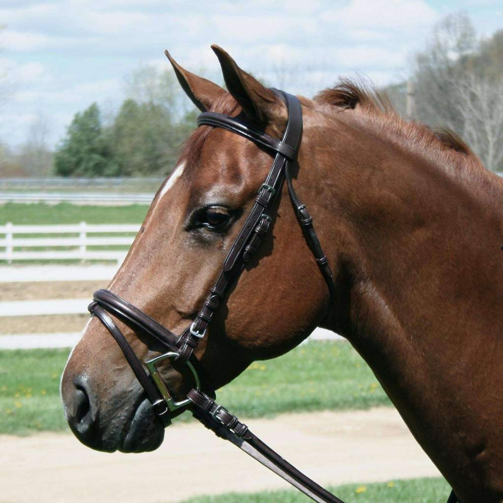 Paris Tack Macmillan Dressage Leather English Crank Bridle with Laced Reins and 1 Year Warranty Featured Image