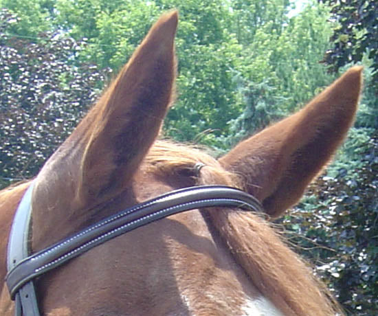 Opulent Series Raised Padded Bridles Paris Tack USA Leather