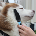 products/Flea_Comb_Pet_Lifestyle_Brush_Dog_4_99-1001.png