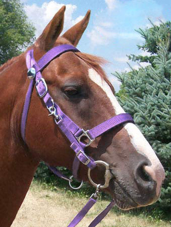 Derby Padded Nylon Halter Bridle Combo With Reins Plain