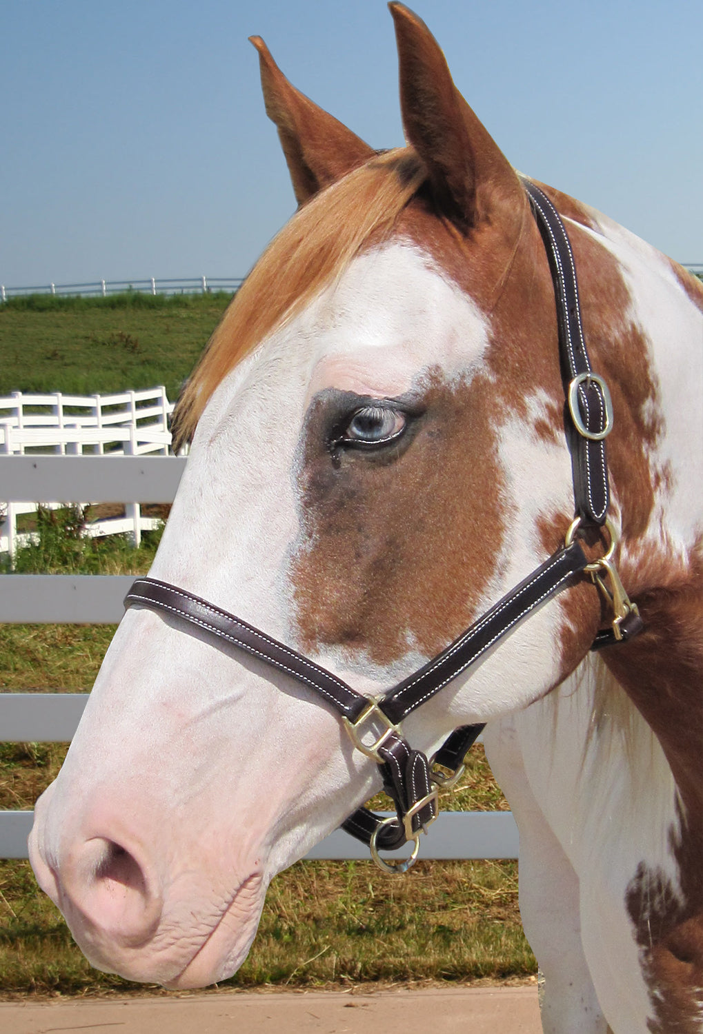 Derby Originals American Elegance Series - Convertible Double Stitch Leather Grooming Full Horse Halter - USA Leather Banner