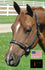 products/Halter_USA_Padded_Diamonds_Horse.jpg