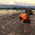 products/Two-Tone_Horse_Tough_Waterproof_Ripstop_Nylon_Winter_Dog_Coat_Lifestyle_80-8124.jpg