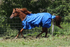 products/Winter_Horse_Turnout_Blanket_1200D_Triple_Gusset_Lifestyle_5_80-8040V2.png