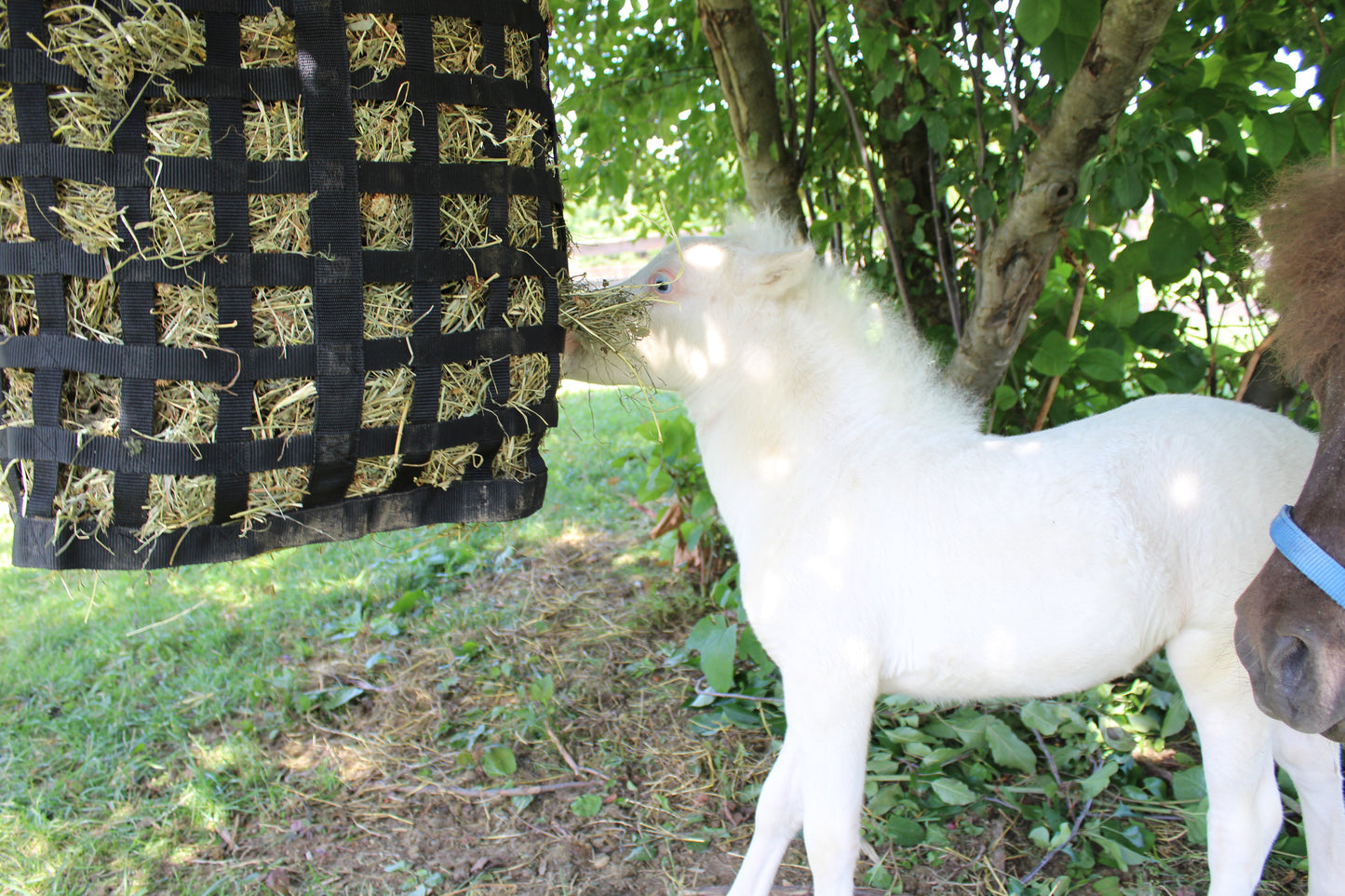 Derby Originals XL Go Around Slow Feeder Horse Hay Bag with Super Tough Bottom lifestyle eating