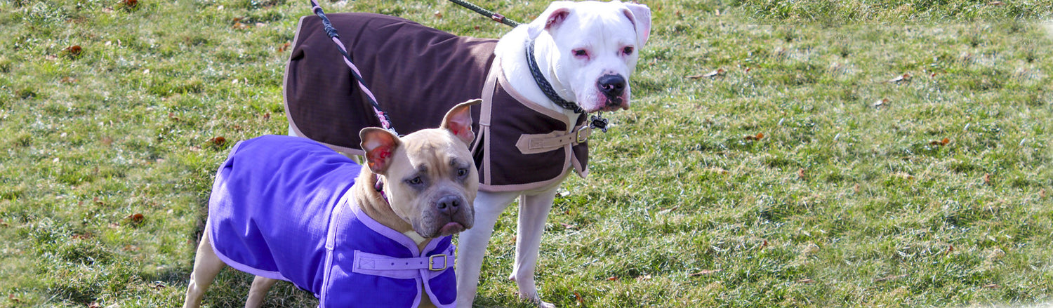 Dog Coats & Jackets