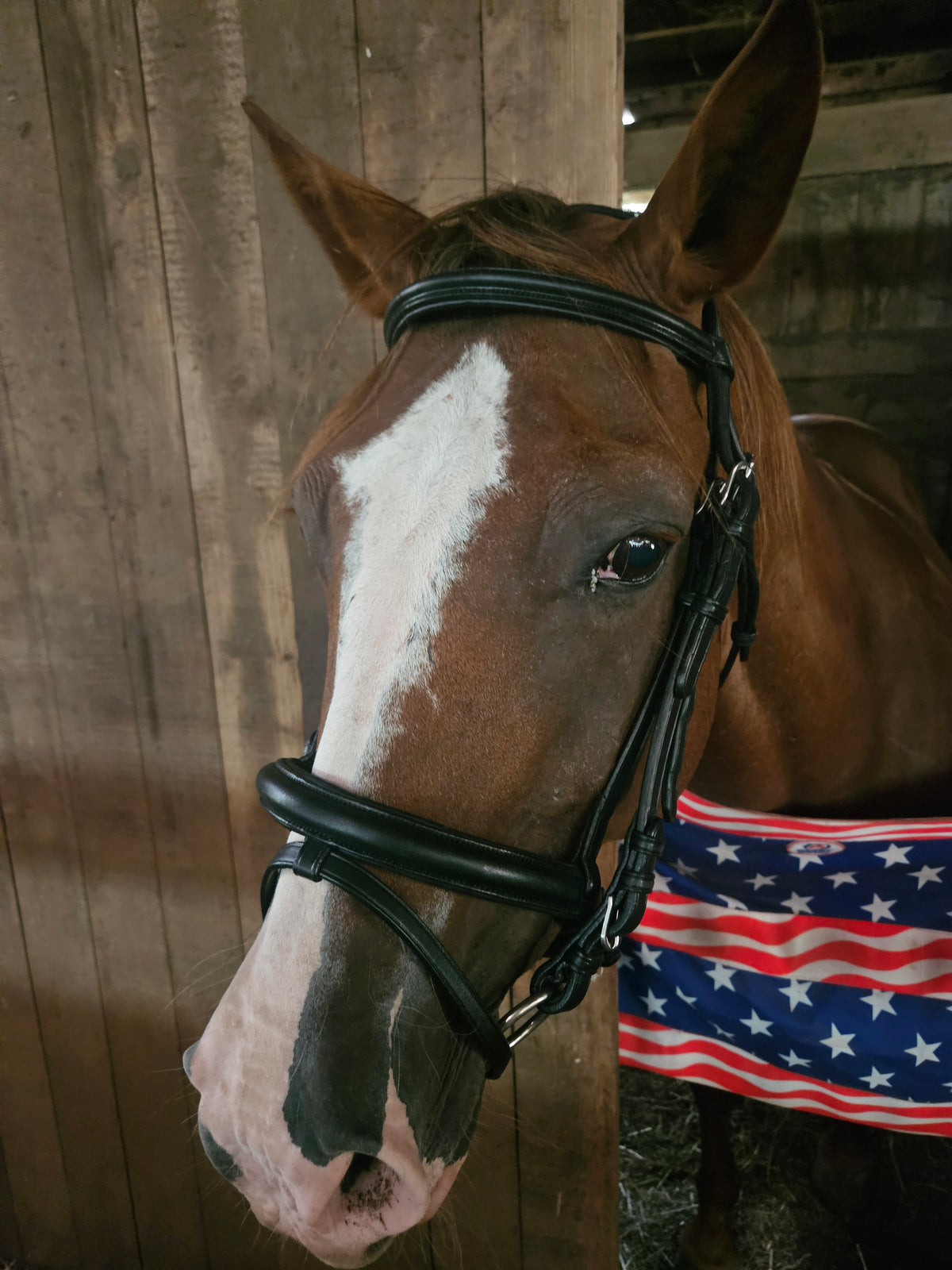 Paris Tack Dressage Crank Bridle with Flash and Rubber Reins