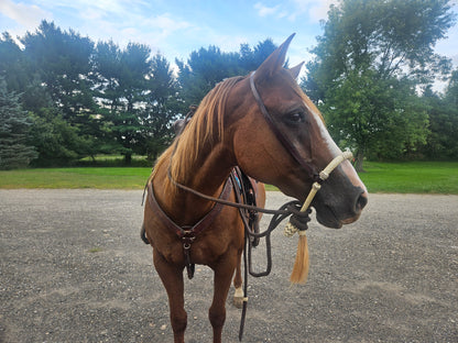 Tahoe 5/8" Natural Rawhide Braided Bosal with Rawhide Core & Leather Hanger Versatile Horse Training Gear with Classic Design & Comfortable Fit Brown / Tan
