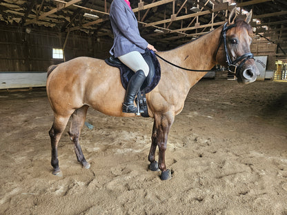 Derby Originals Shaped Wither Relief Dressage English Saddle Pad with Fleece Edging and Contoured Design