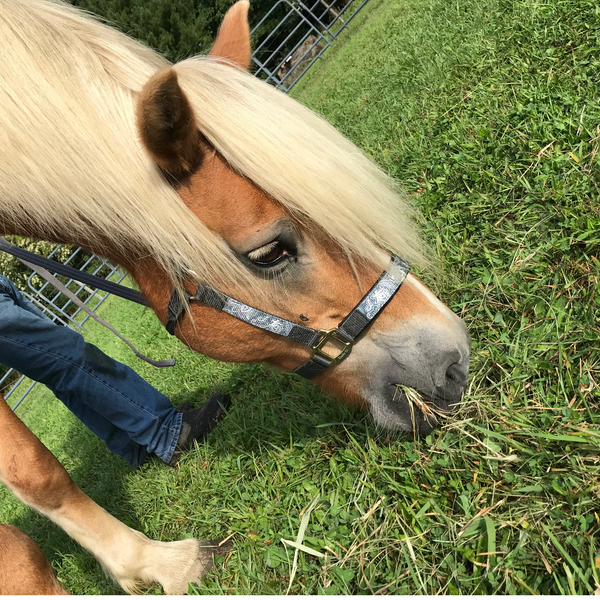 Tahoe Tack Patterned Nylon Adjustable Horse Halters with Matching 10’ Lead - 6 Month Warranty