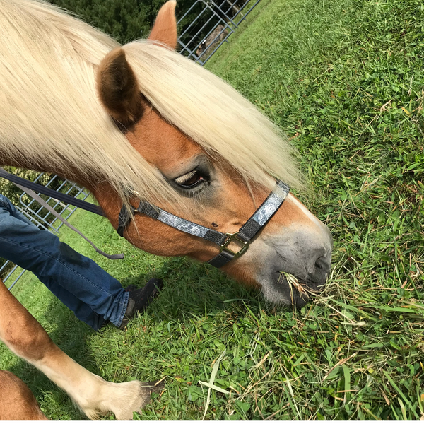 Derby Originals Patterned Nylon Adjustable Horse Halters with Matching 10’ Lead - 6 Month Warranty