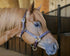 files/30-3034-HVA-F-Horse-pic.jpg