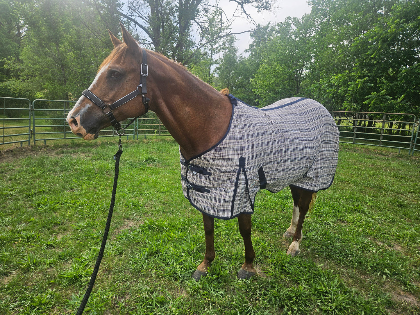 Paris Tack Navy Beige Plaid Horse Stable Sheet with Front Gussets, Lightweight Polyester Sheet for Horses, Travel, Stable & Show Use