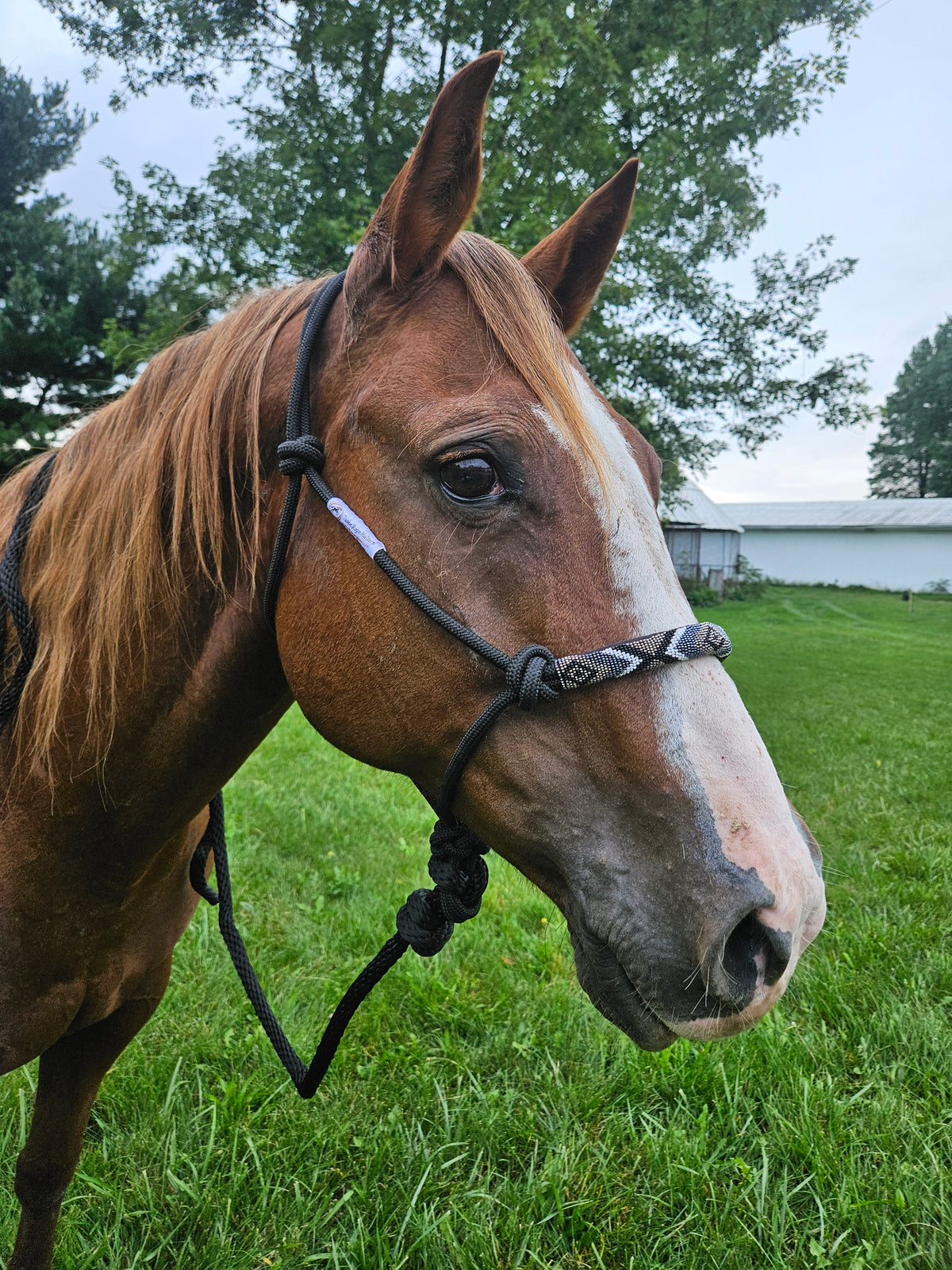 Tahoe Tack Copper Tip Series Braided Rope Horse Halter – Navajo Beaded Noseband, Cowboy Knots, with 10 Ft Lead & 1-Year Warranty