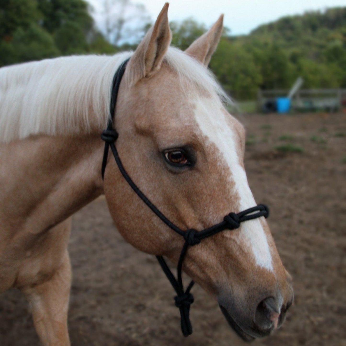 Tahoe Tack Copper Tip Series Horse Rope Training Halter – 4 Knot, 1/4" Stiff Cord, 1-Year Warranty Solid Color 9504