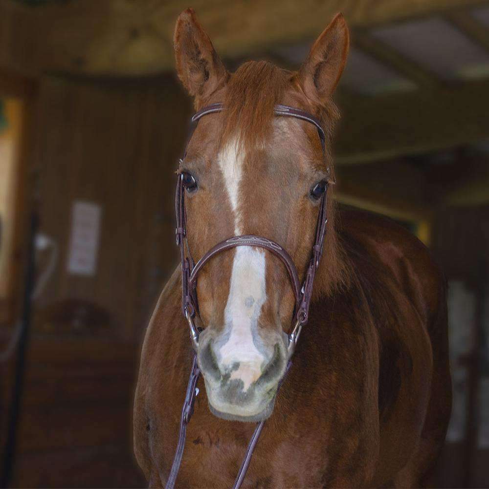 Paris Tack Raised Fancy Stitch Leather English Schooling Bridle with Laced Reins lifestyle