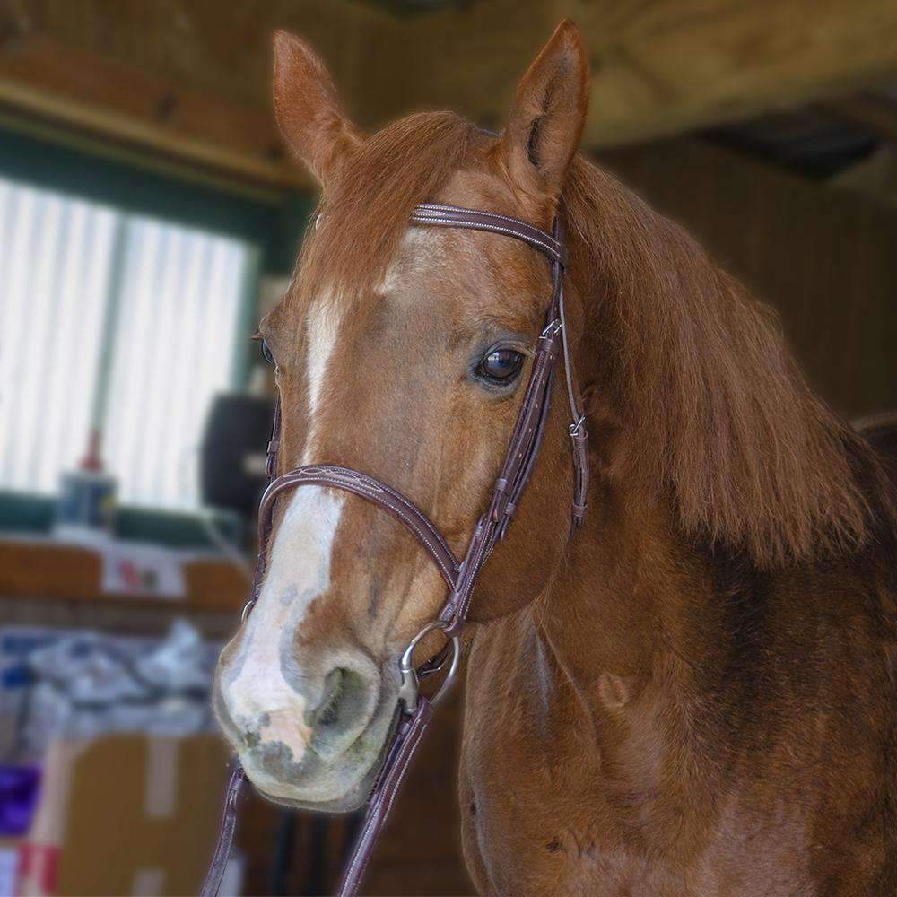 Paris Tack Raised Fancy Stitch Leather English Schooling Bridle 