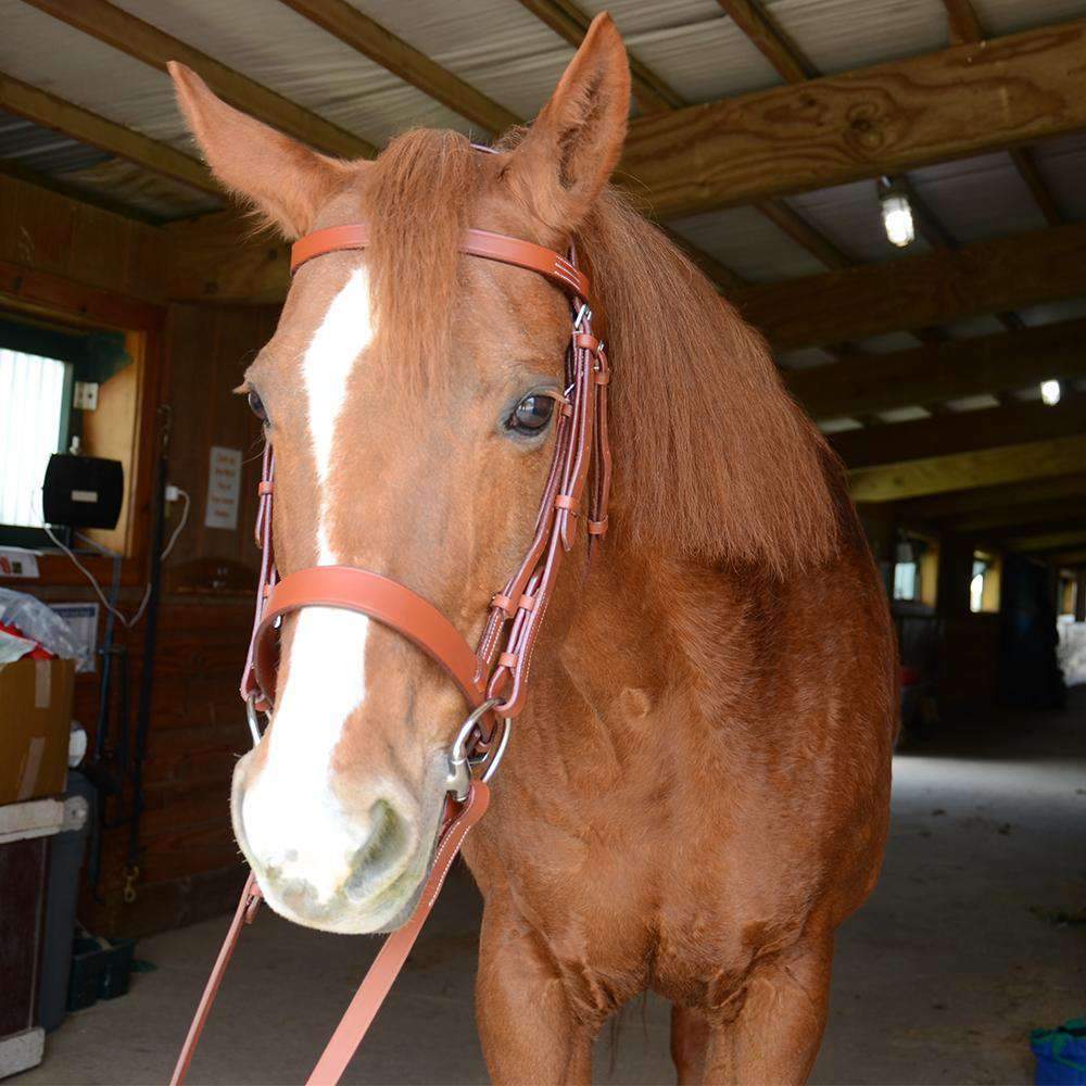 Paris Tack Classic Flat Leather English Hunt Bridle with Laced Reins lifestyle