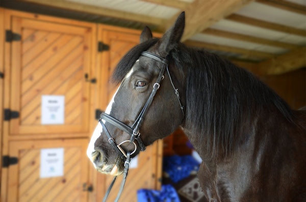 Paris Tack Dressage Crank Bridle with Flash and Rubber Reins