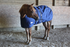 products/2Winter_Horse_Stable_Blanket_1200D_Lifestyle_2_Navy_Blue_80-8031V2.png