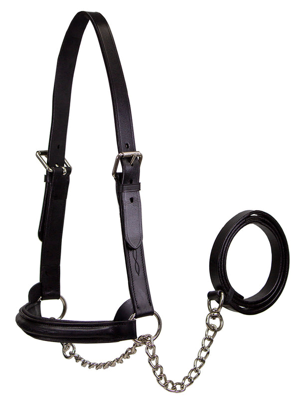 Derby Originals Premium Raised Padded Fancy Stitch Leather Cattle Show Halter with Matching Chain Lead  - One Year Limited Manufacturer’s Warranty