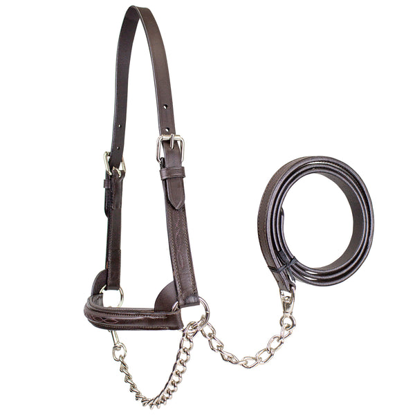 Derby Originals Premium Raised Padded Fancy Stitch Leather Cattle Show Halter with Matching Chain Lead  - One Year Limited Manufacturer’s Warranty