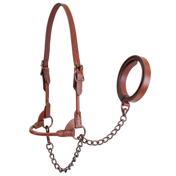 Derby Originals Bronze Beauty Premium Round Rolled Leather Cattle Show Halter with Matching Chain Lead - One Year Limited Manufacturer’s Warranty