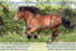 products/3Measuring_A_Horse_Blanket_Graphic_ba10ac3d-8b5d-4f3b-8c9d-a1656ebfa87f.png