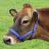 products/3Nylon_Cow_Halter_Lifestyle_Closeup3_Cow_90-9050.jpg