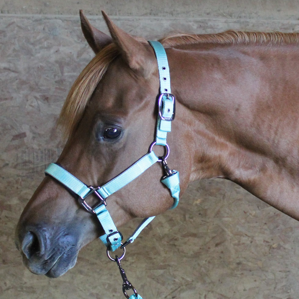 Derby Originals Desert Rose Collection Blackout Reflective Safety Stable Horse Halters with Matching Lead Ropes