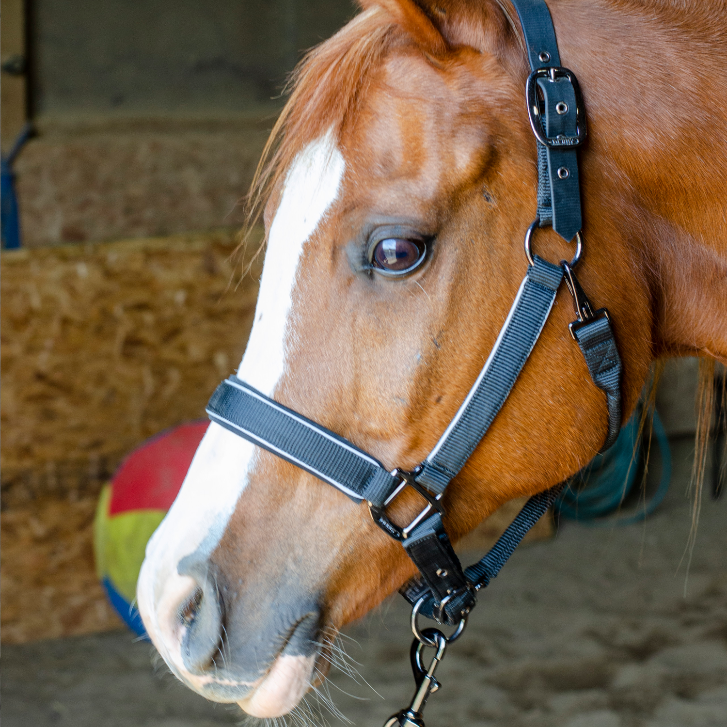 Derby Originals Rose Gold Reflective Safety Halter With Lead – Nylon Horse Tack (Mini To Oversize)