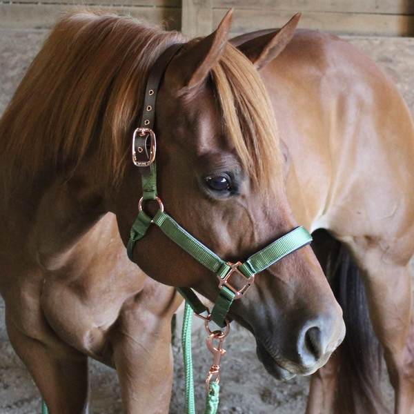 Derby Originals Desert Rose Collection Rose Gold Reflective Safety Flex-Webb Horse Halters with Matching Lead Ropes