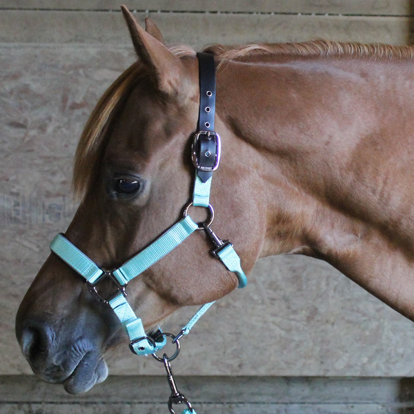 Derby Originals Desert Rose Collection Blackout Reflective Safety Flex-Webb Horse Halters with Matching Lead Ropes