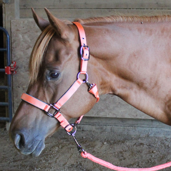 Derby Originals Desert Rose Collection Blackout Reflective Safety Stable Horse Halters with Matching Lead Ropes